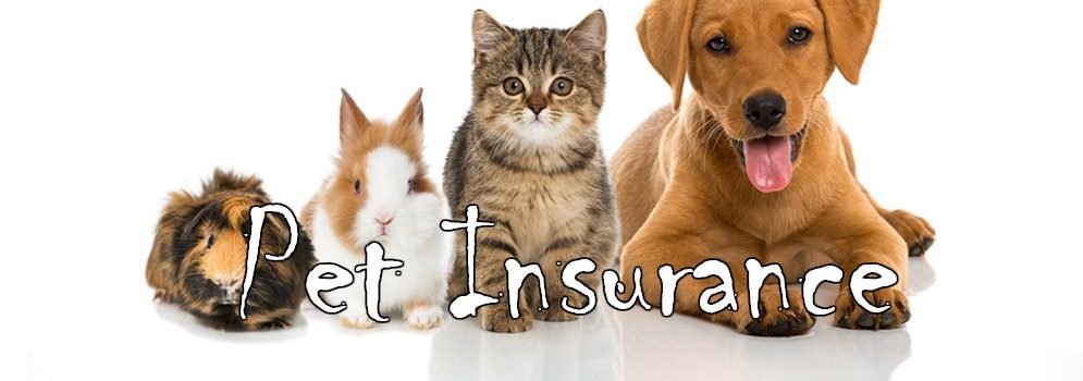 pet insurance